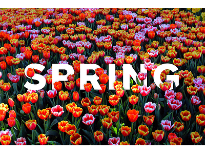 Typography - Seasons 3 colorful flowers seasons spring typography graphic design