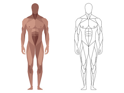 Vector illustration anatomy biology body character front full graphic human icon illustration illustrator logo man men muscles naked standing structure vector view