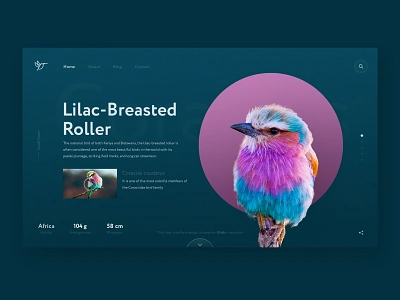 Bird Watcher Web/UI Design Concept - Lilac Breasted Roller Bird art bird bird watcher blue clean concept creative custom cute design designer graphic design interface landing page minimal ui ux web web design website