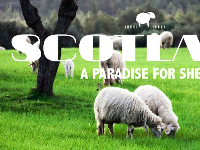 scotland ecosse grass green scotland sheep