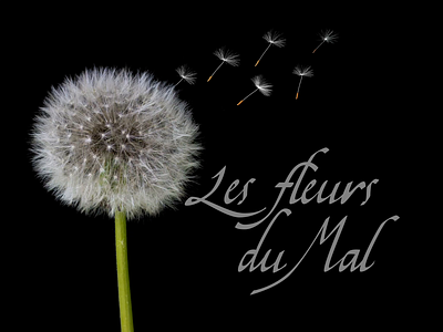 Les fleurs du Mal - Book Cover black book book cover caligraphy cover custom type dandelion fleurs du mal motion graphics typogaphy