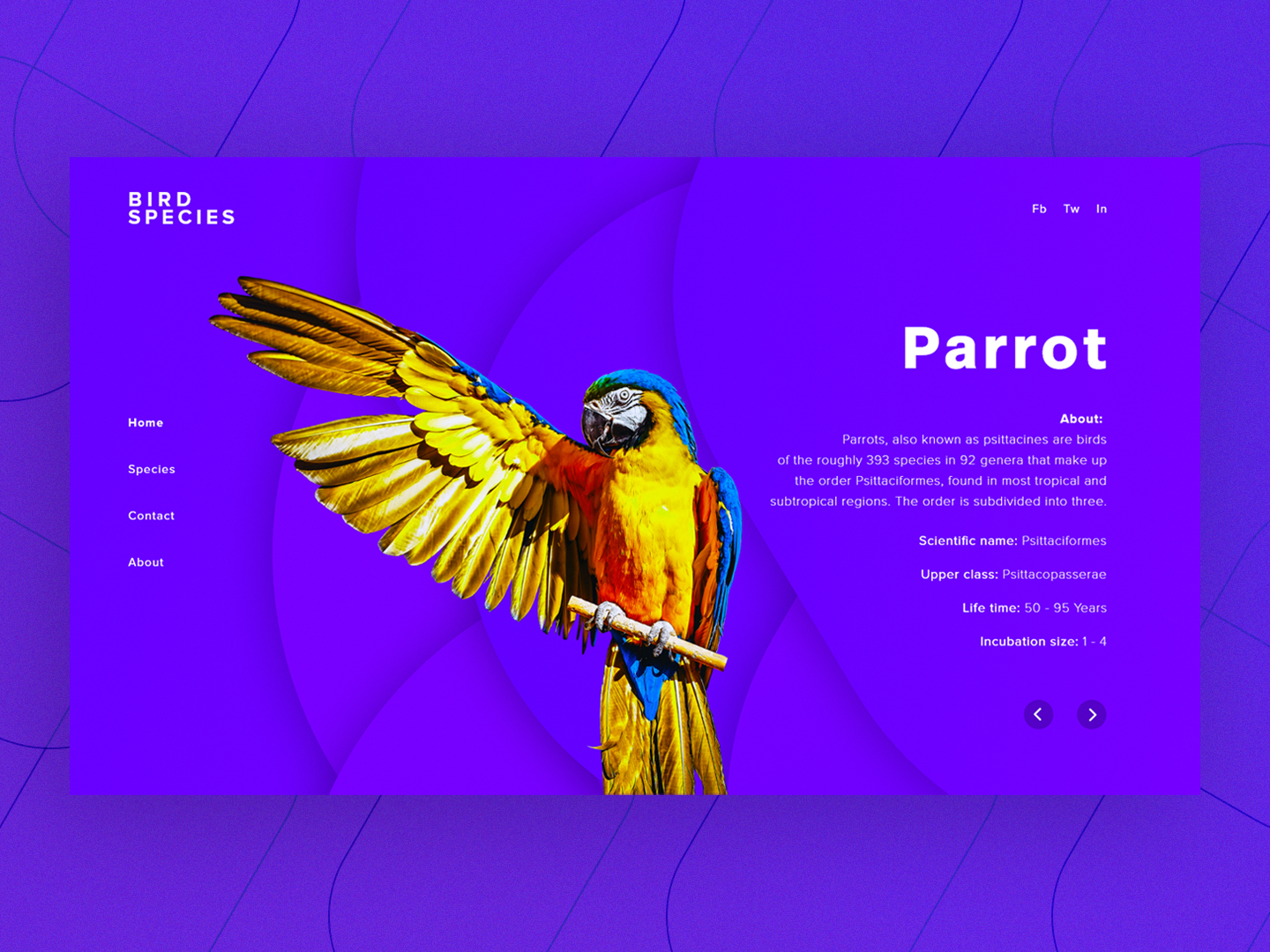 Bird Species- Parrot by Metehan Özsoy on Dribbble