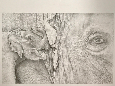 Elephants sketch