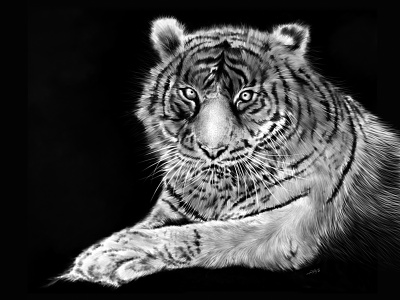 Tiger drawing ipad pro