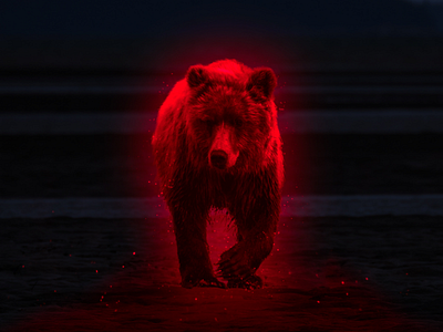 Red bear red bear bright animal shine