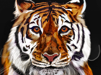 Panthera Tigris adobe fresco animal drawing illustration tiger tigre vector