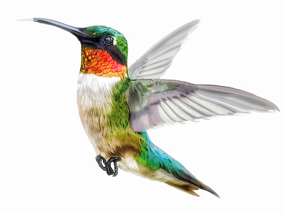 Hummingbird adobe fresco design digital art drawing illustration olbap olbap design olbapdesign vector vector illustration