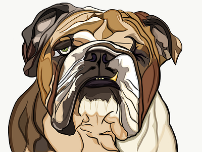 One Eyed Willy The British Bulldog adobe draw adobe illustrator british bulldog dog illustration olbap olbap design vector vector art