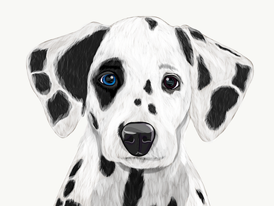 Illustration: The Dalmatian  /dalˈmeɪʃ(ə)n/