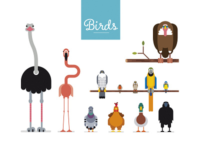 Birds 1