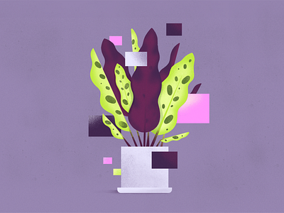 Still life exploration: Rattlesnake plant 2d flat geometric illustration plant pot rattlesnake shapes simple