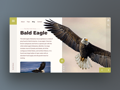 Animal blog UI/UX Design : Web