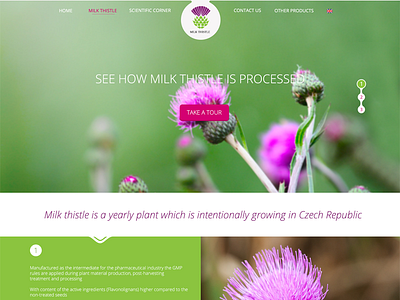 Milk Thistle