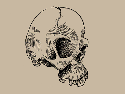 Skull illustration pen and ink skull