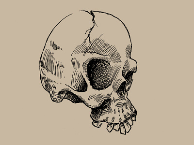 Skull