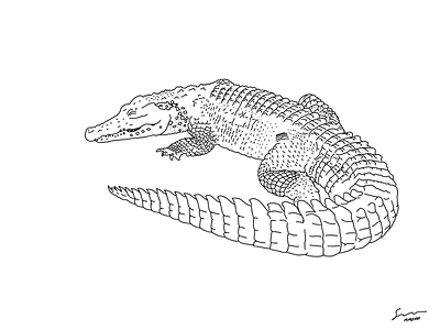 Gator