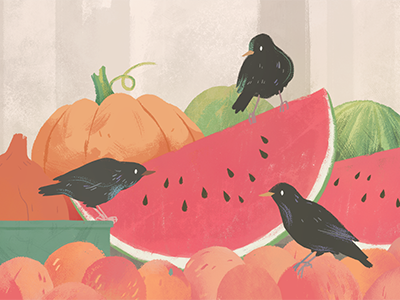 Starlings bird design digital illustration fruit illustration red summer watermelon