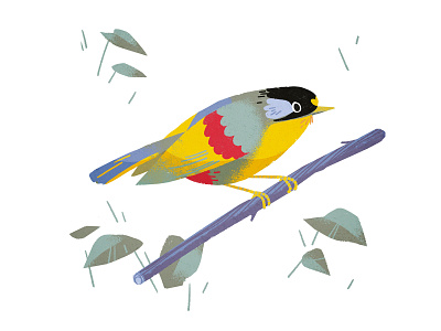 Silver-eared mesia bird bird illustration colorful colors design digital illustration illustration primary colors white