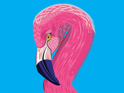 Greater Flamingo draw every day flamingo illustration pink texture vector
