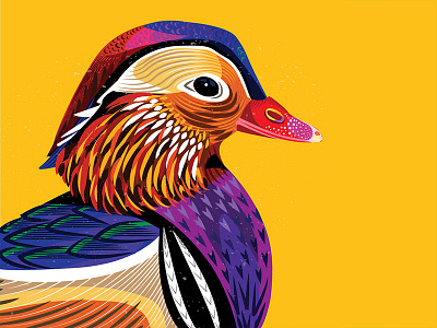 Mandarin Duck