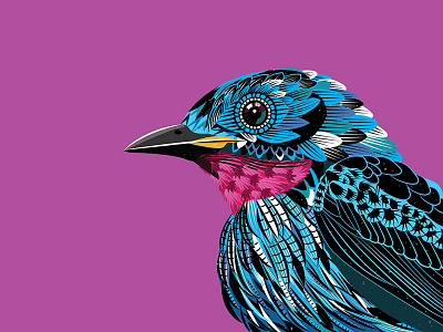 Spangled Cotinga birds blue colourful feathers illustration pattern spangled cotinga tropical vector