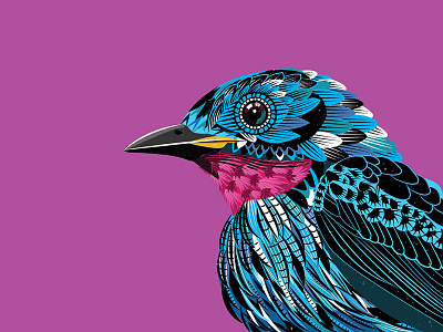 Spangled Cotinga