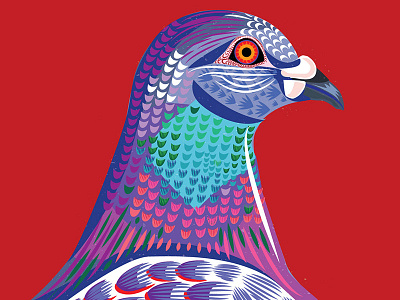 Rock Pigeon adobe colourful grey illustration pattern pigeon purple red rock pigeon vector