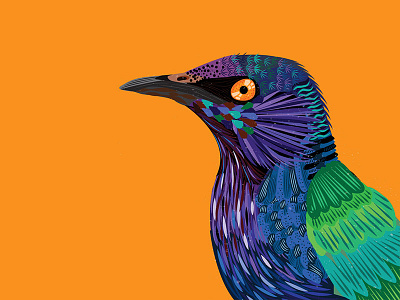 Purple Glossy Starling bird illustration ornithology pattern purple starling vector