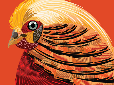 Golden Pheasant birds colourful illustration pattern portrait stylized vector warm colours wild birds