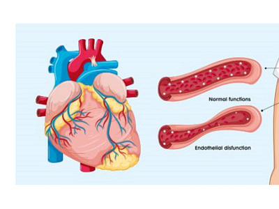 Medical Illustration Of Organs
