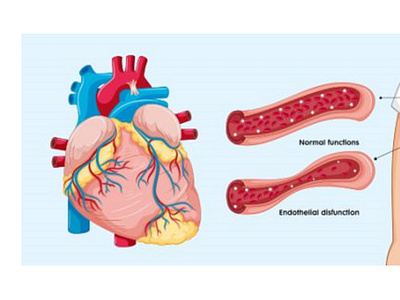 Medical Illustration Of Organs