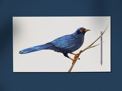 Blue Bird bird bird illustration blue bird brand identity branding design draw drawing graphic design hand draw illustration sketch