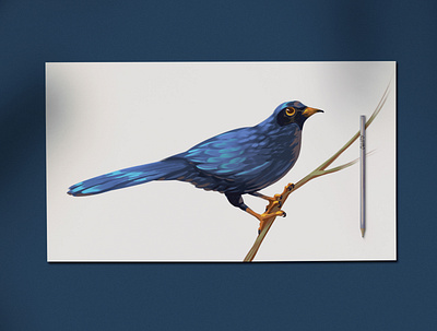 Blue Bird bird bird illustration blue bird brand identity branding design draw drawing graphic design hand draw illustration sketch