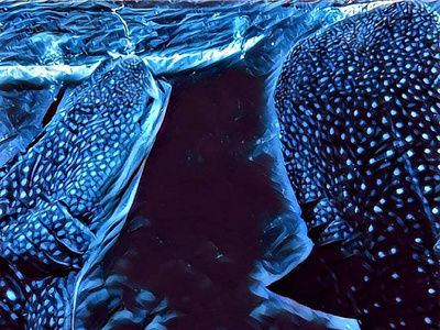 Whale sharks illustration illustration art photos photoshop