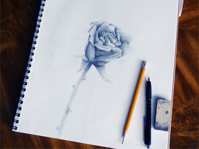 Rose rose sketch
