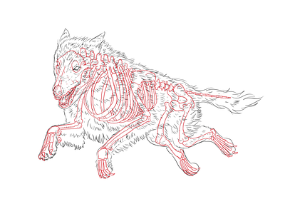 Lobo Mexa /W animal art chuckseph illustration lineart wolf