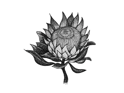 Tropical Plant Series: King Protea drawing illustration king protea pen and ink plants stippling tropical