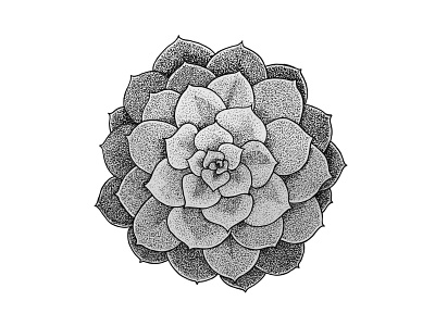 Tropical Plant Series: Succulent drawing illustration penandink plants stippling succulent tropical