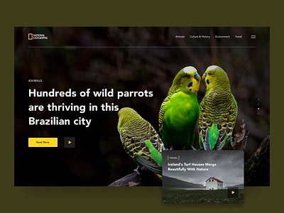 National Geographic Website Redesign design national geographic redesign simple ui ux web website wild wild animal wildlife