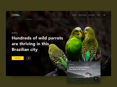 National Geographic Website Redesign design national geographic redesign simple ui ux web website wild wild animal wildlife