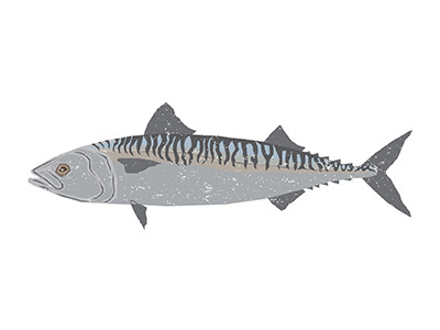 A Marine Mackerel abazzo fish graphics mackerel marine vector