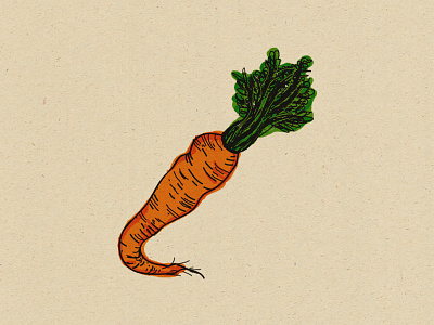 Carrot carrot green illustration orange root vegetable