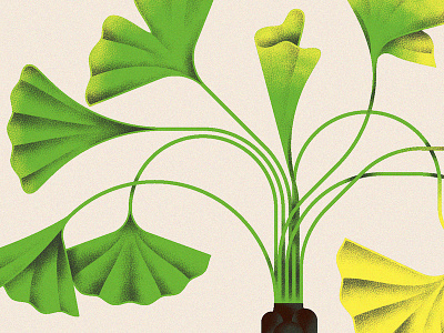 Ginkgo botanical ginkgo illustration justin tran leaves plants trees