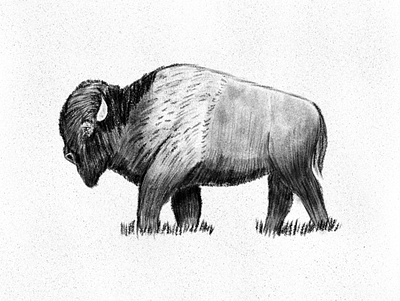 American Bison america bison buffalo drawing illustration nature