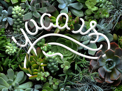 Yaaaas cactus lettering plants typography yas