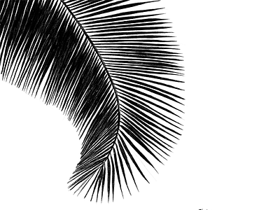 Black and White Palm black black and white illustration palm tree palms silhouette the100dayproject white