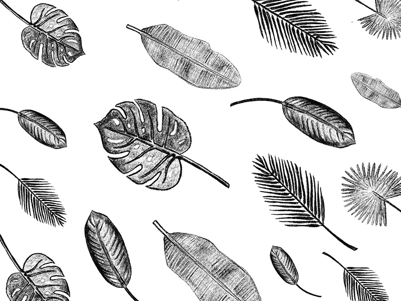 Palm Leaves Exploration leaves plants pencil illustrator procreate sketch white black palms palm trees illustration