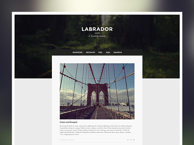 Labrador design labrador theme tumblr ui ux vancouver web