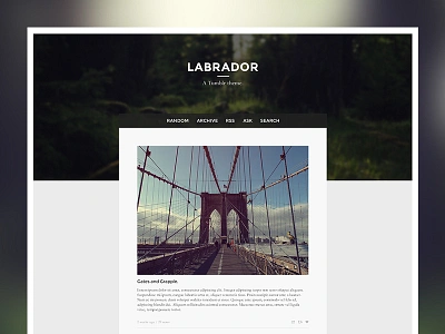 Labrador design labrador theme tumblr ui ux vancouver web