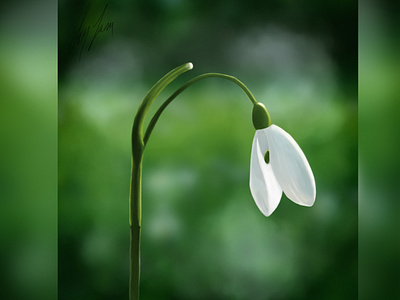 Snowdrop - Digital Painting digital painting digitalart drawing drawing challenge flower illustration flowers photoshop